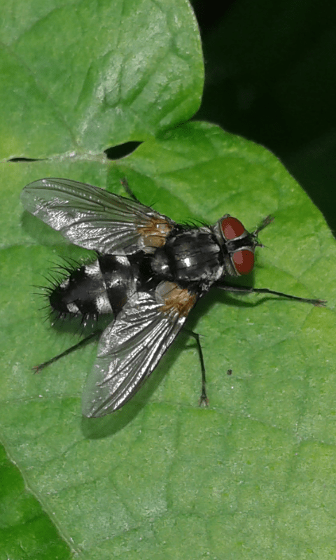 Tachinidae : Phyllomya sp.?  No,  Thelaira nigripes